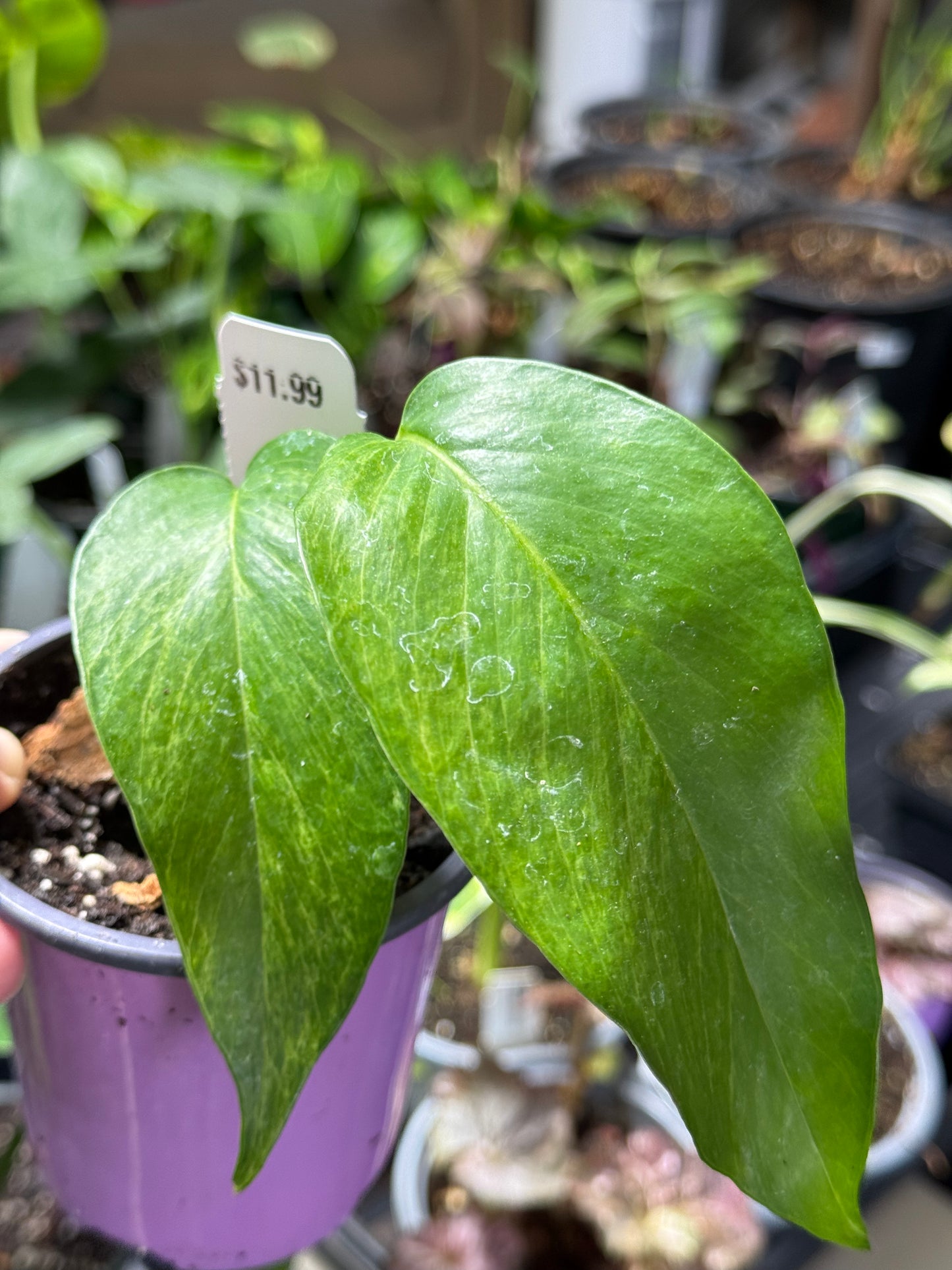 Golden Mint, Epipremnum Pinnatum 3.25 inch