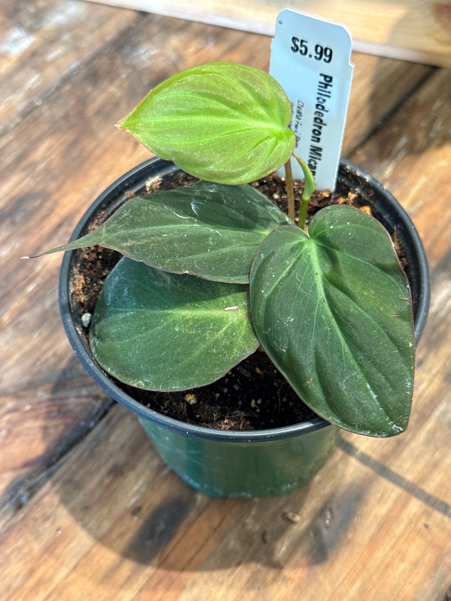 Philodendron Micans 4.25 inch