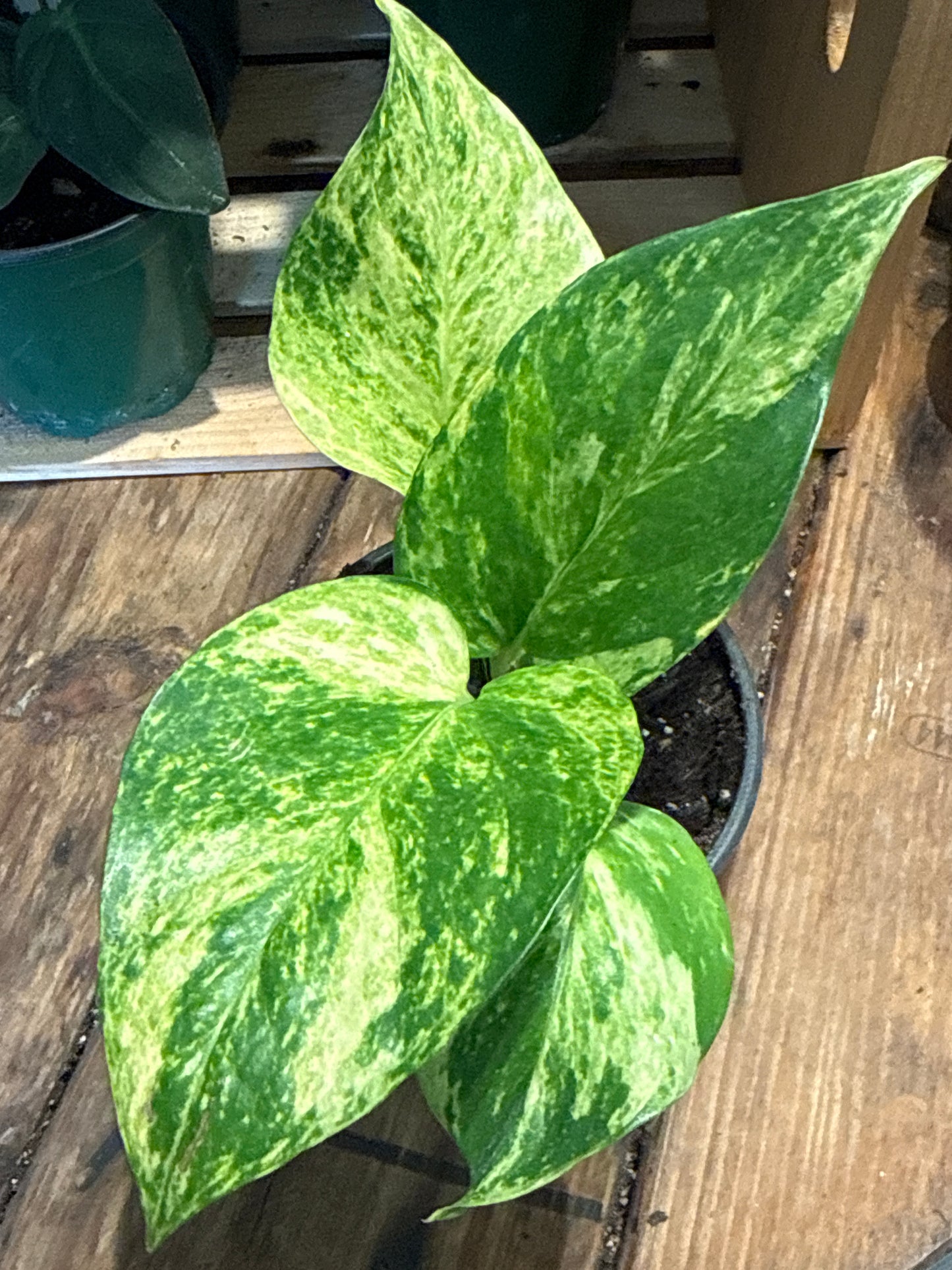 Pothos, Golden/Hawaiian 4.25 inch