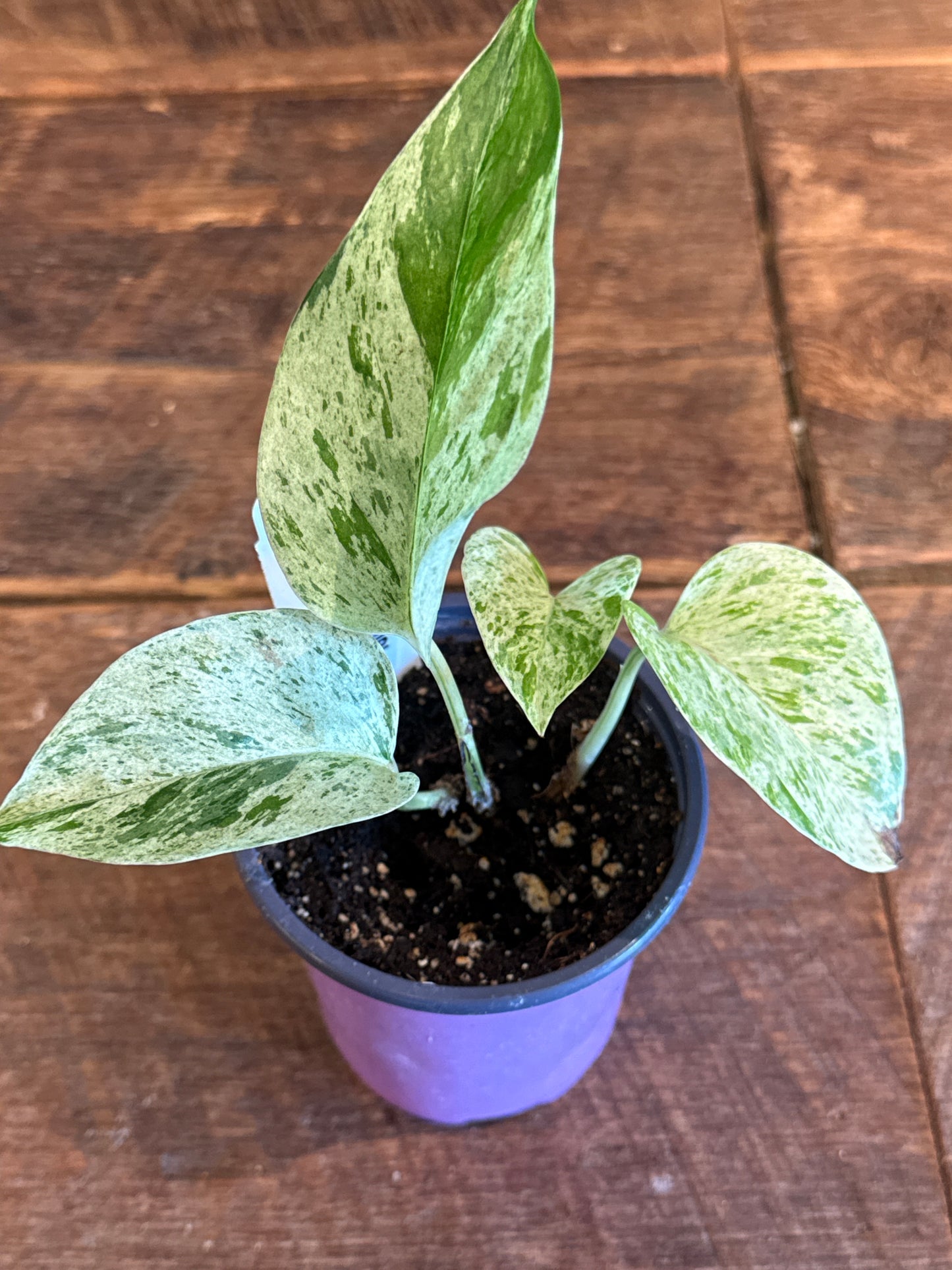 Pothos, Snow Queen 3.25 inch