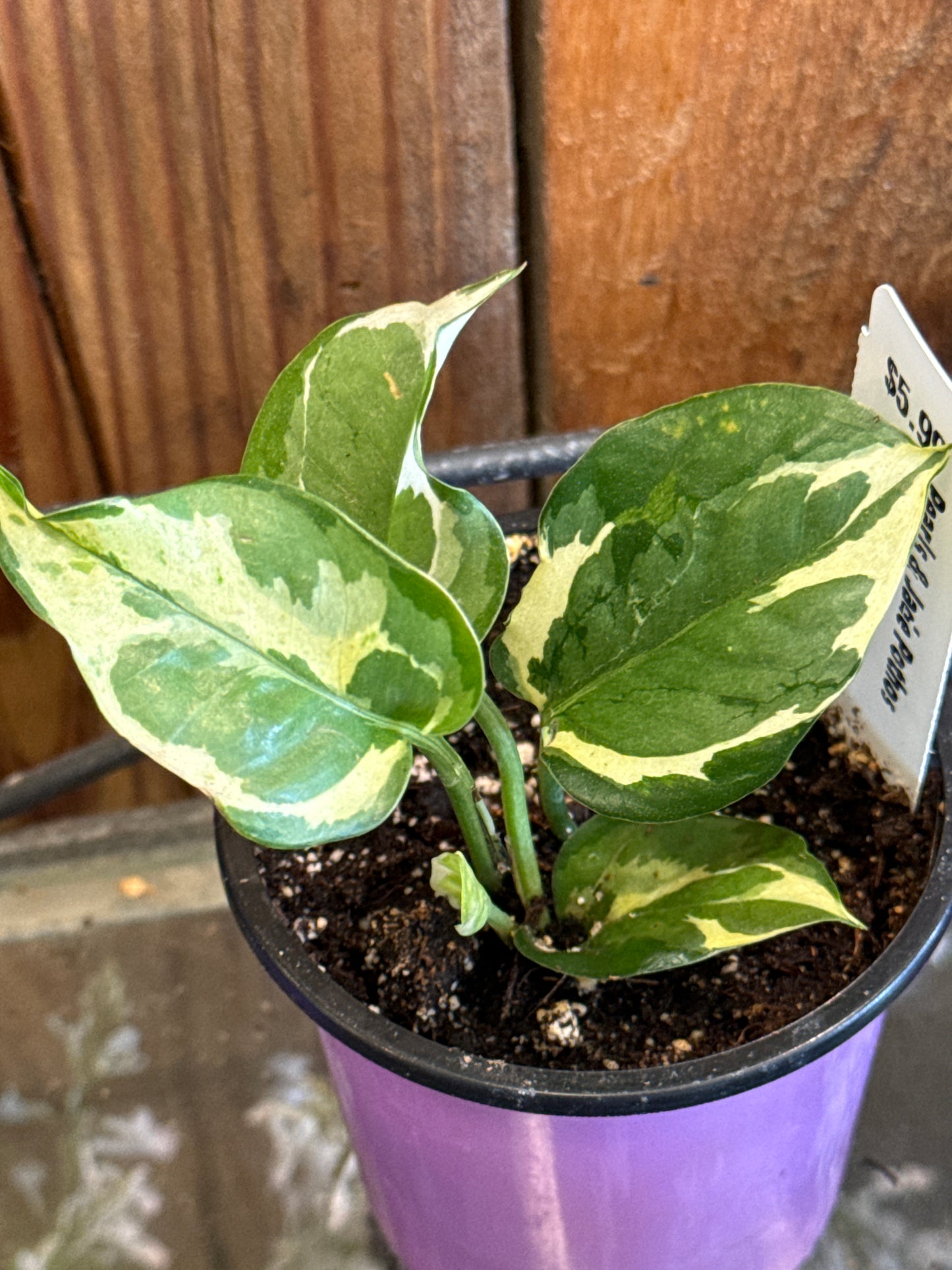 Pothos, Pearls & Jade 3.25 inch