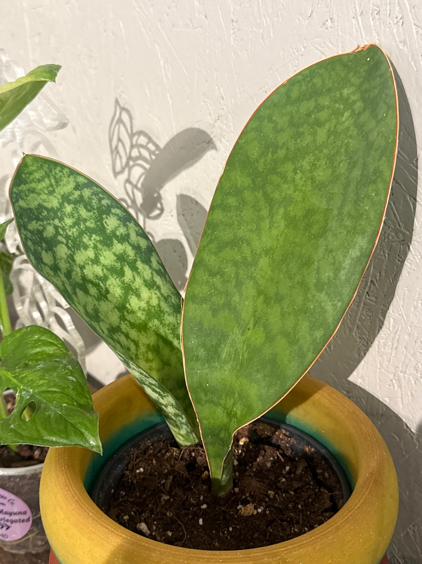 Whale Fin Snake Plant