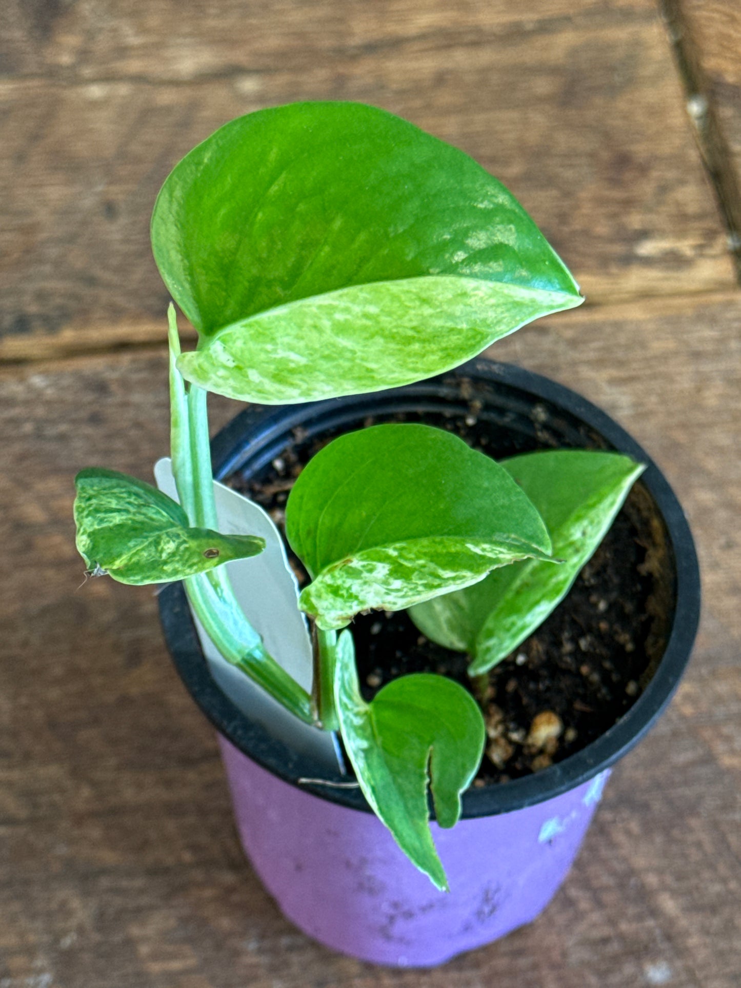 Pothos, Marble 3.25 inch