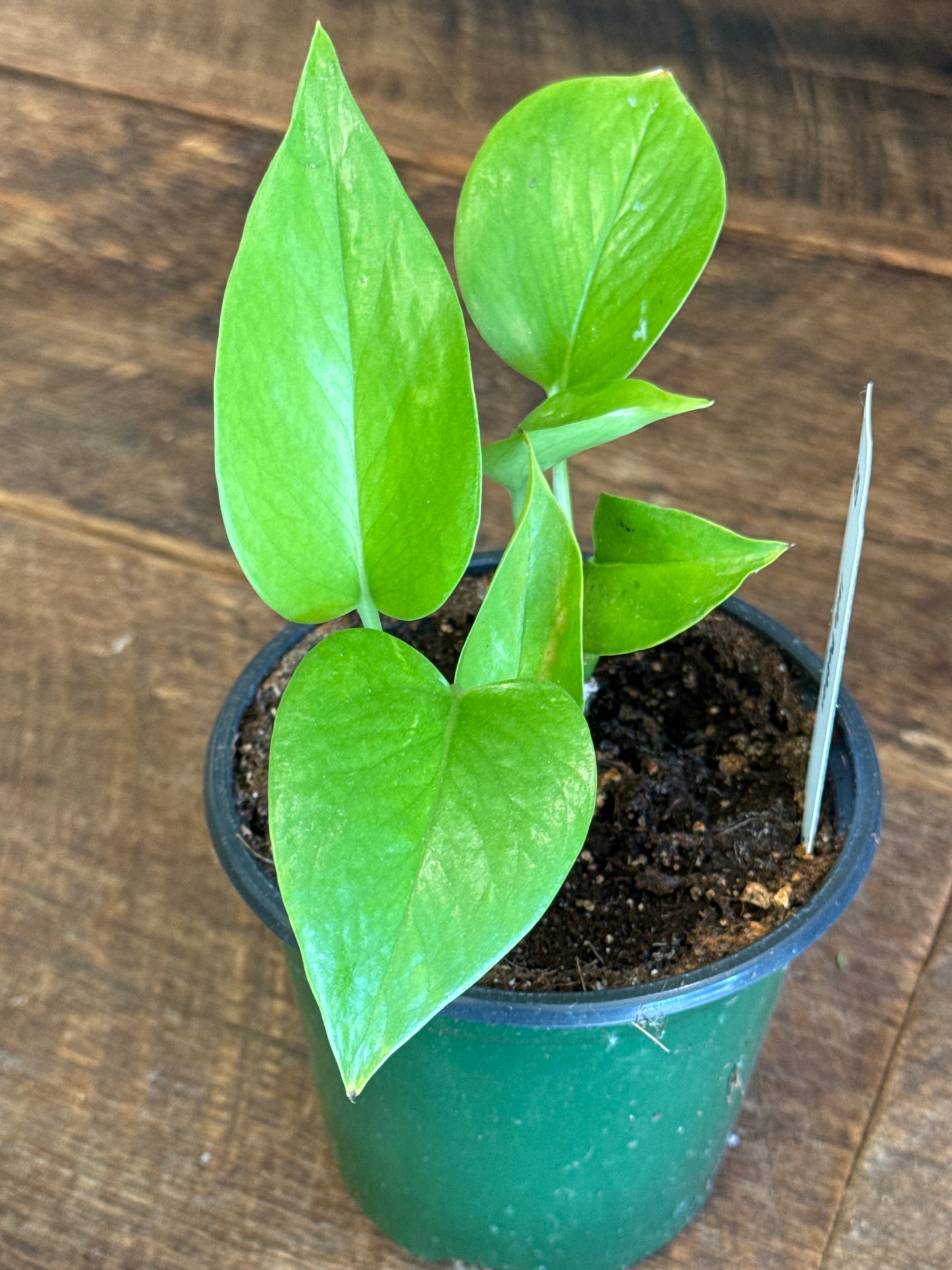 Pothos, Jade 3.25 inch